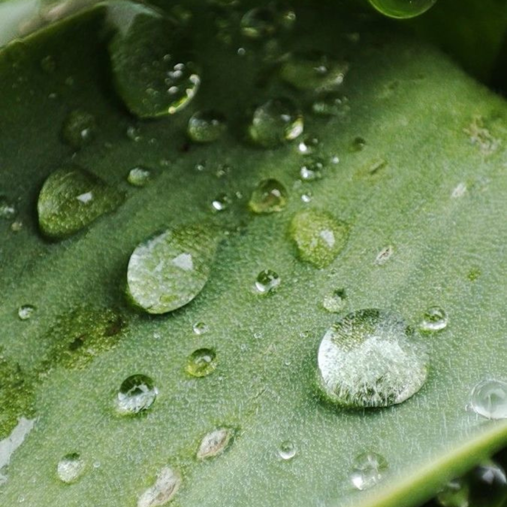 Aloe Nature Skin Mask