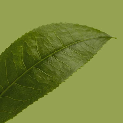 Real Nature Mask Sheet - Green Tea