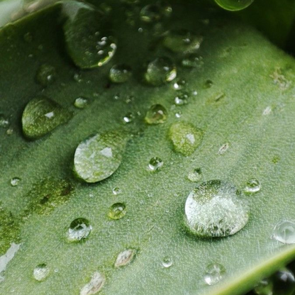 Aloe Nature Skin Mask